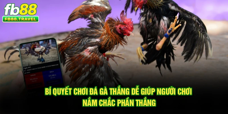 Bí quyết chơi đá gà thắng dễ giúp người chơi nắm chắc phần thắng