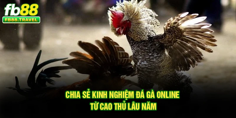 Chia sẻ kinh nghiệm đá gà online từ cao thủ lâu năm
