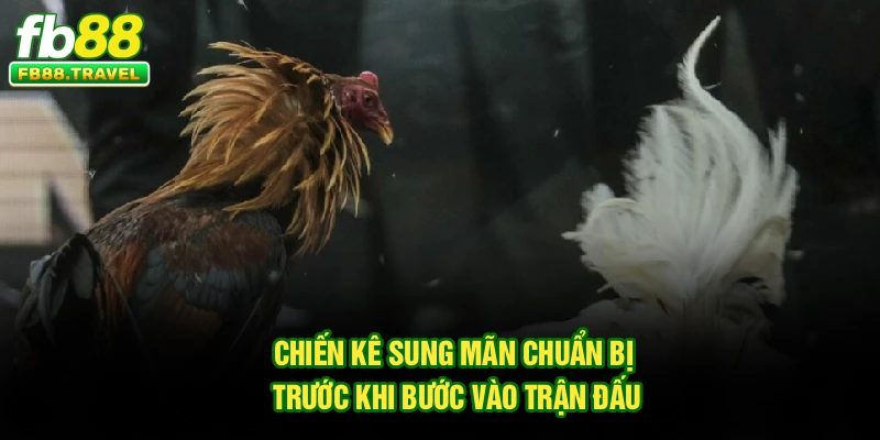 Chiến kê sung mãn chuẩn bị trước khi bước vào trận đấu