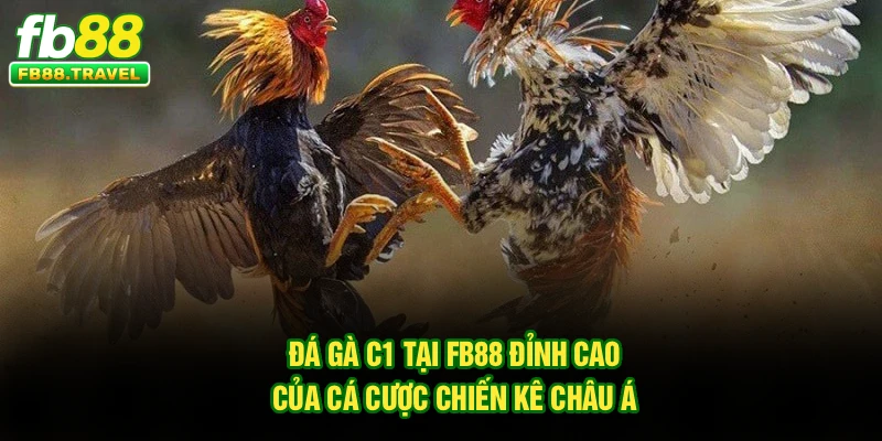 Đá Gà C1 Tại Fb88 – Đỉnh Cao Của Cá Cược Chiến Kê Châu Á