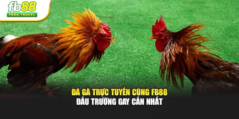 Đá gà trực tuyến cùng Fb88 – Đấu trường gay cấn nhất