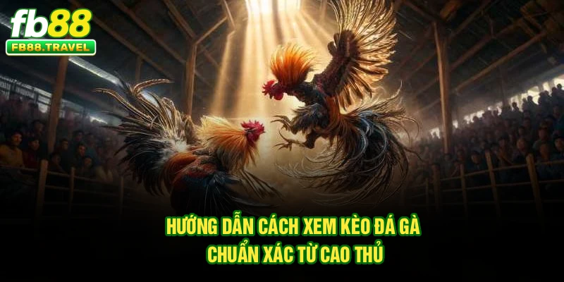 Hướng dẫn cách xem kèo đá gà chuẩn xác từ cao thủ