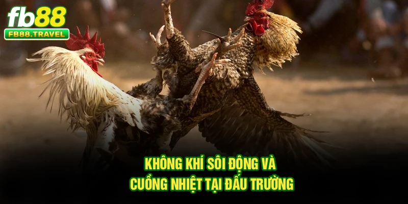 Không khí sôi động và cuồng nhiệt tại đấu trường