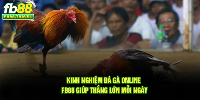 Kinh Nghiệm Đá Gà Online Fb88 Giúp Thắng Lớn Mỗi Ngày