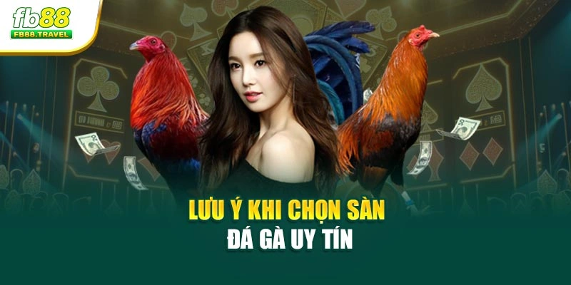 Lưu ý khi chọn sàn đá gà uy tín