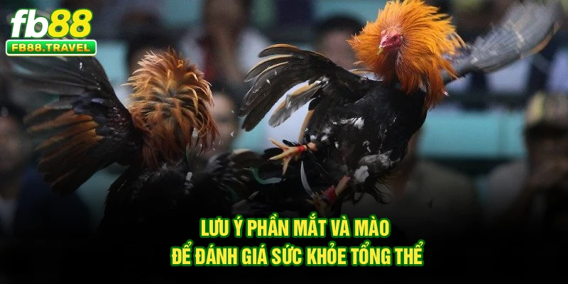 Lưu ý phần mắt và mào để đánh giá sức khỏe tổng thể