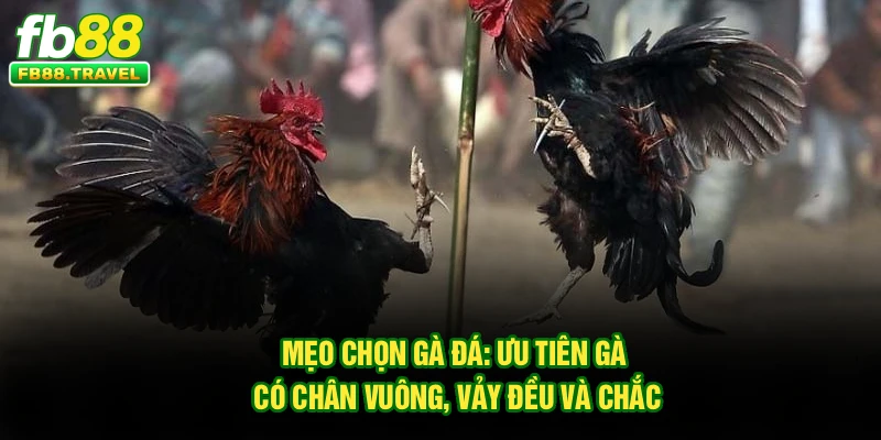 Mẹo chọn gà đá: Ưu tiên gà có chân vuông, vảy đều và chắc
