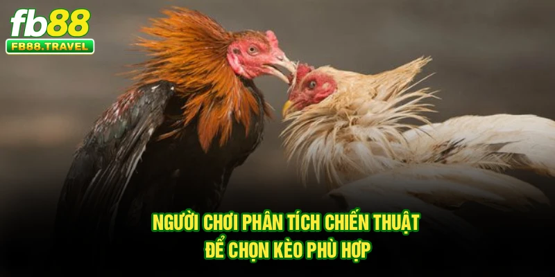 Người chơi phân tích chiến thuật để chọn kèo phù hợp