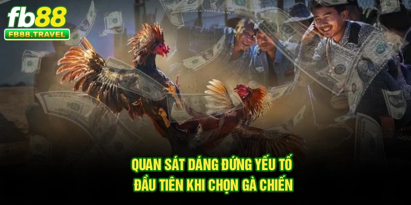 Quan sát dáng đứng – yếu tố đầu tiên khi chọn gà chiến