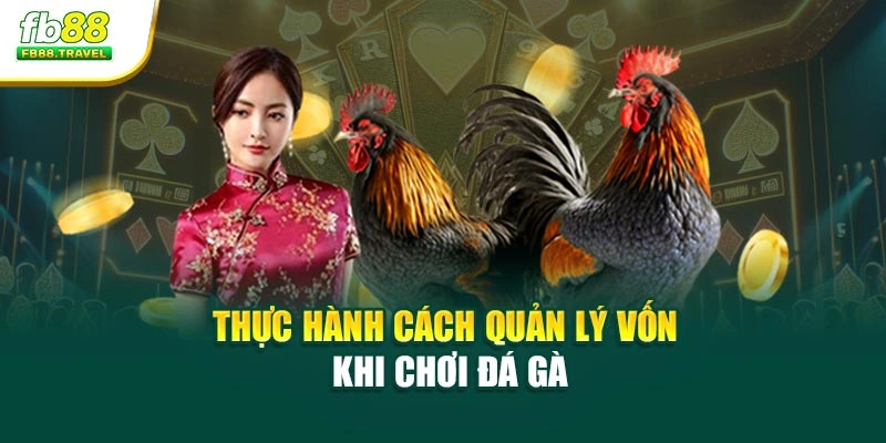 Thực hành cách quản lý vốn khi chơi đá gà