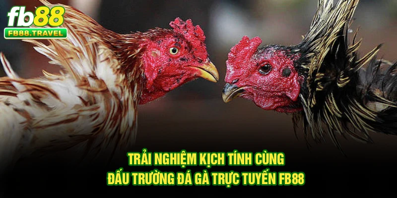 Trải nghiệm kịch tính cùng đấu trường đá gà trực tuyến FB88