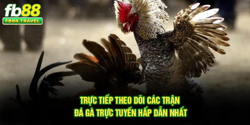 Trực tiếp theo dõi các trận đá gà trực tuyến hấp dẫn nhất