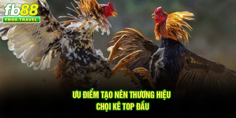 Ưu điểm tạo nên thương hiệu chọi kê top đầu